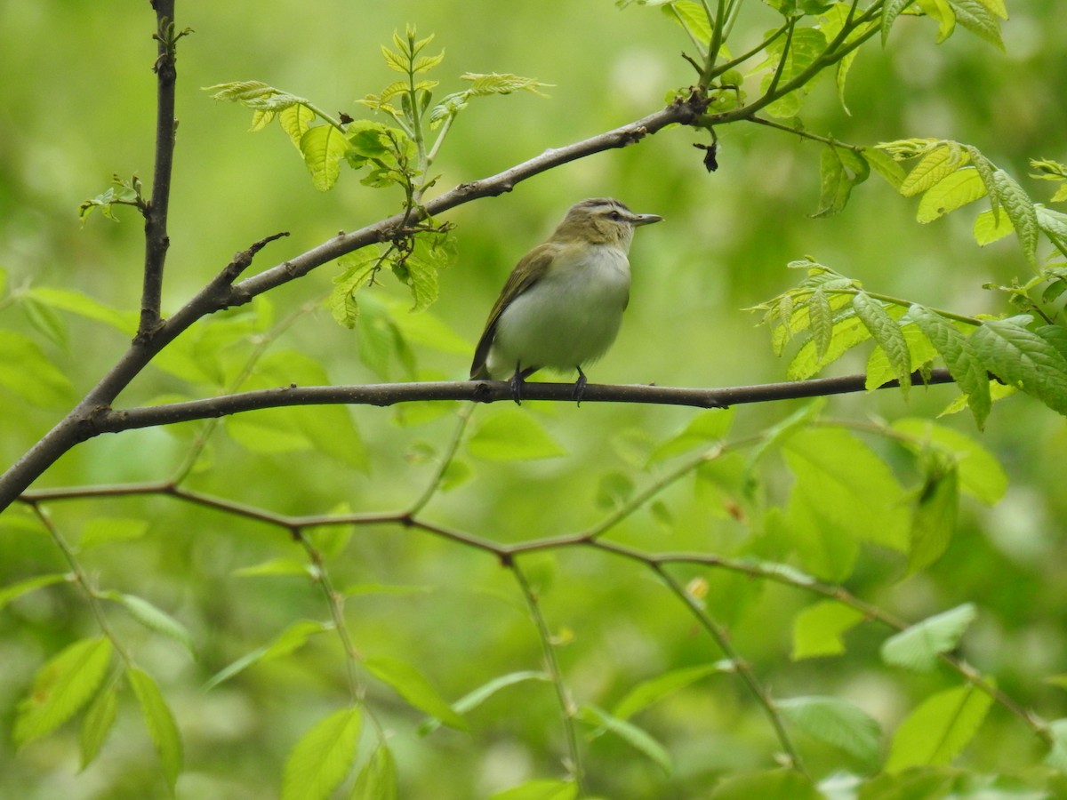 Red-eyed Vireo - James Holsinger