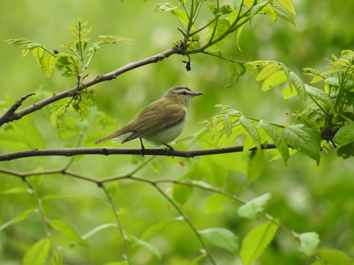 Red-eyed Vireo - James Holsinger