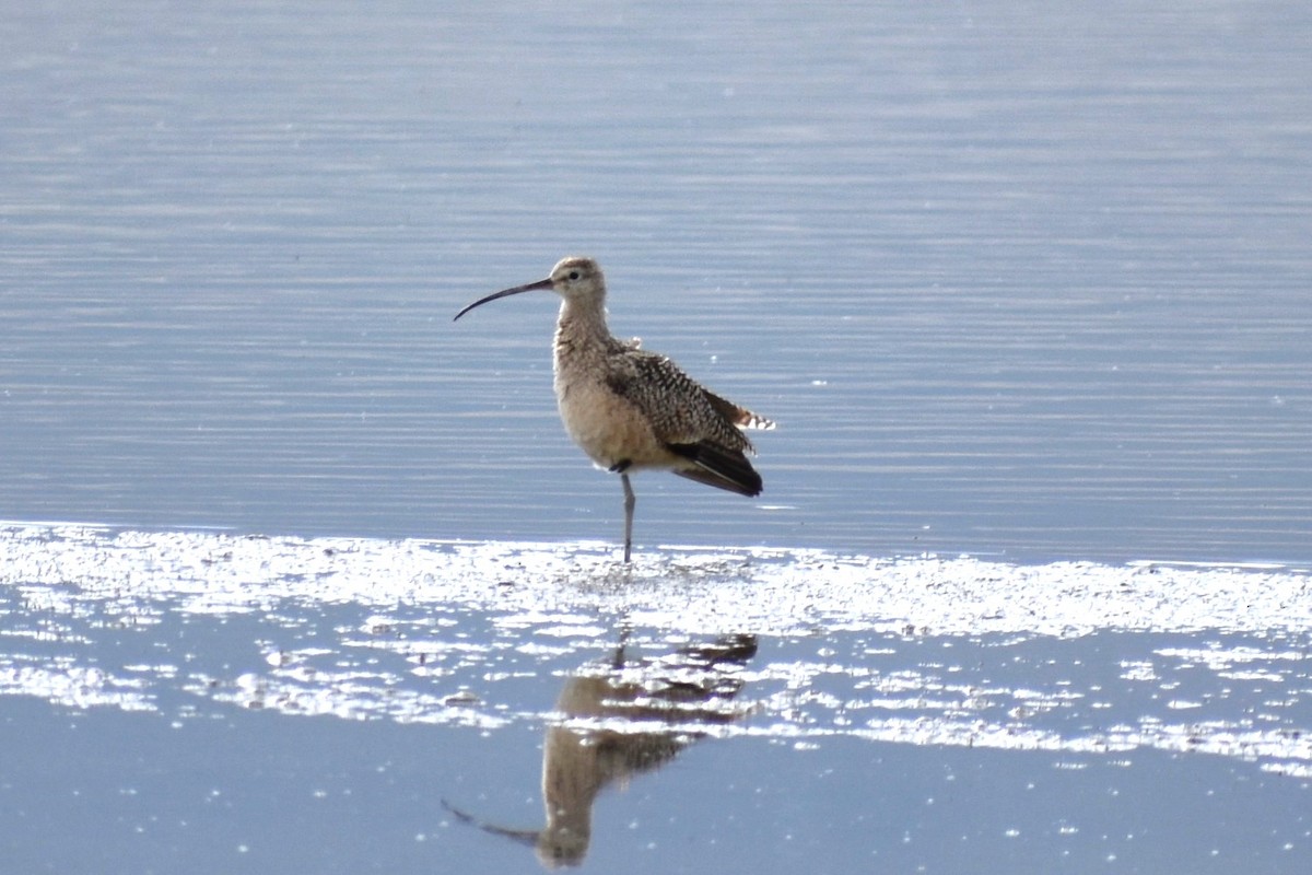 Long-billed Curlew - ML583003741