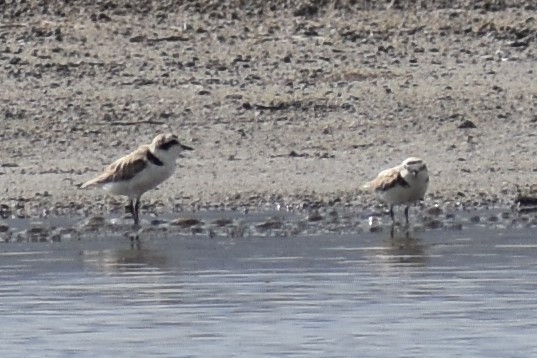 Snowy Plover - Gloria Beerman