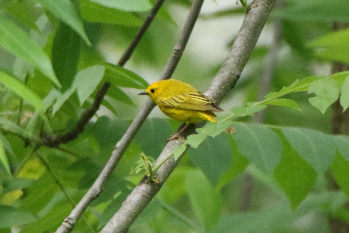 Yellow Warbler - ML583004101