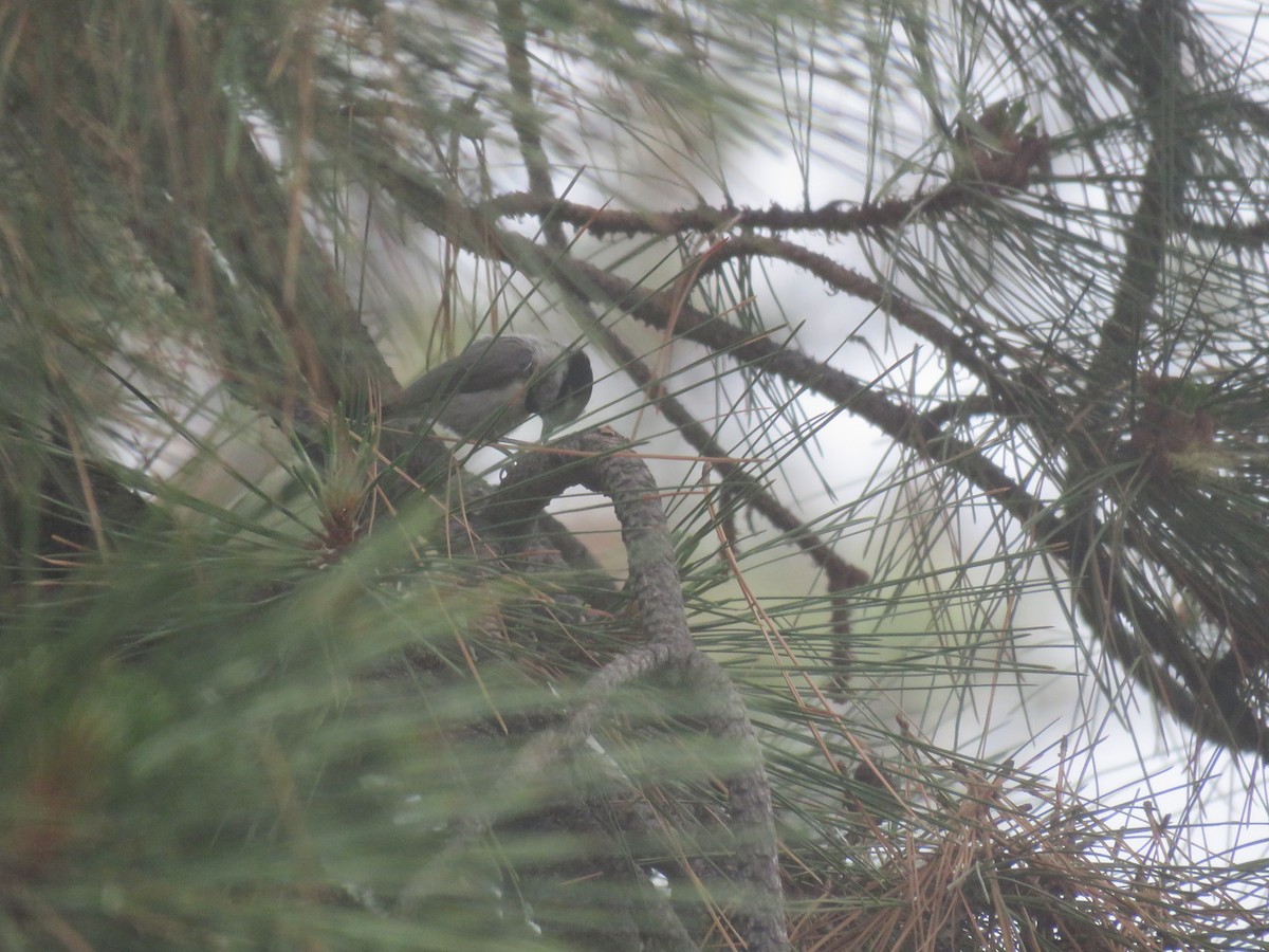 Mountain Chickadee - ML583004311