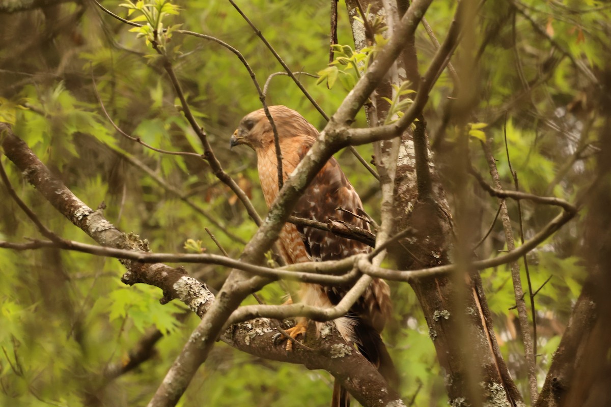 Red-shouldered Hawk - ML583005591