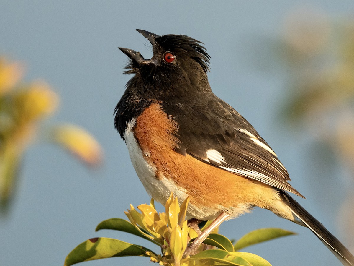 Eastern Towhee - Bill Massaro