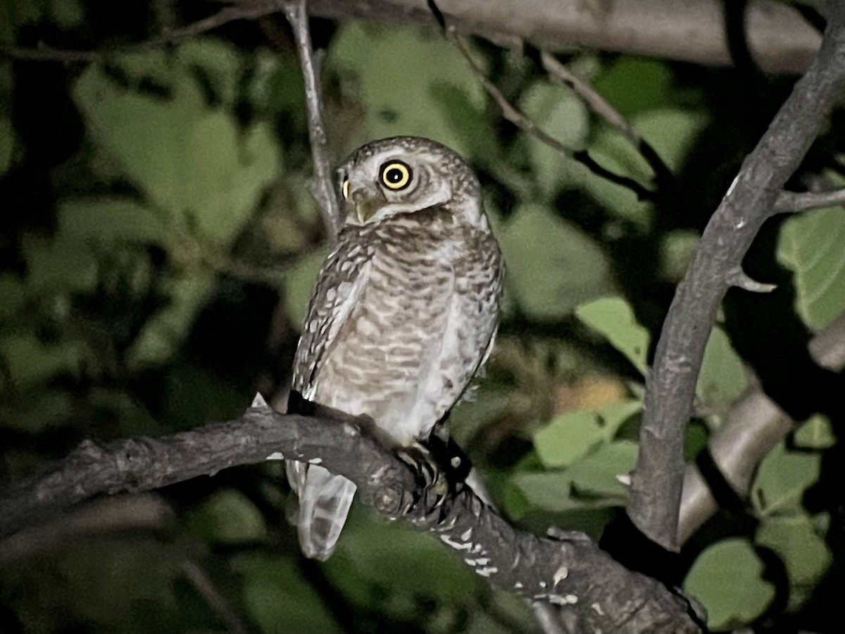 Spotted Owlet - ML583006321