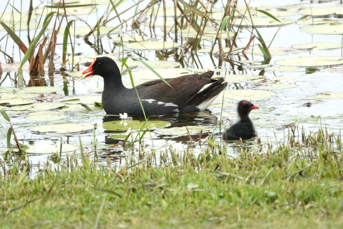 Common Gallinule - ML583006521