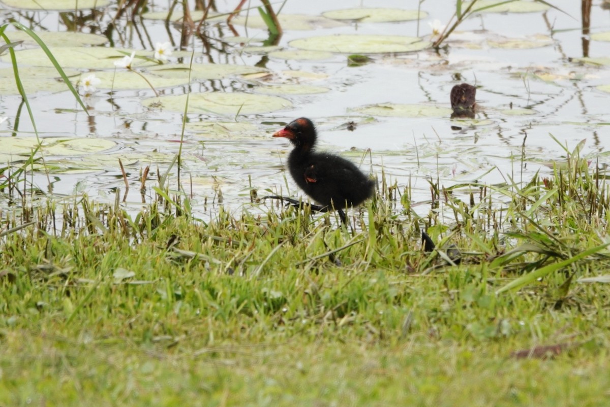 Common Gallinule - ML583007091