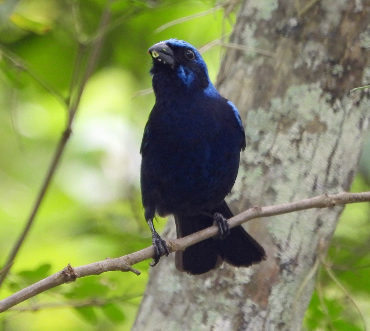 Blue Bunting - ML583007981