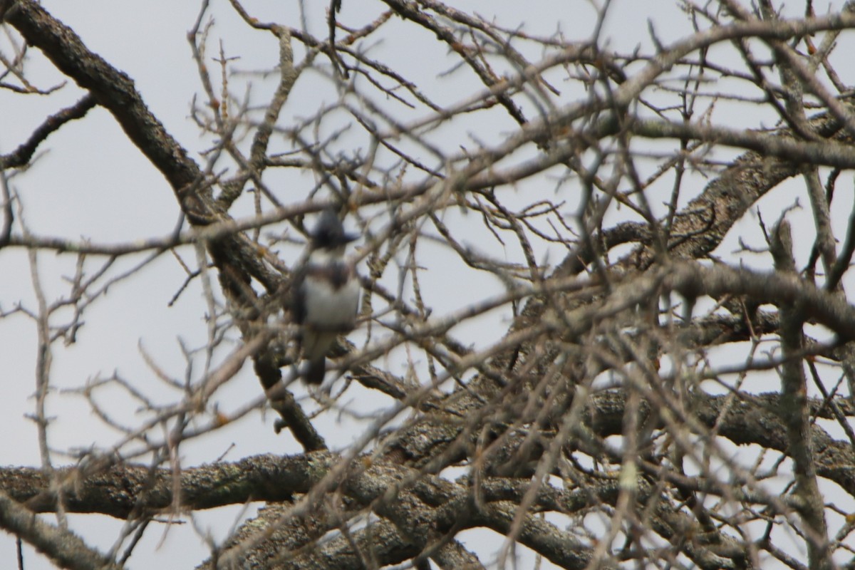Belted Kingfisher - ML583008191