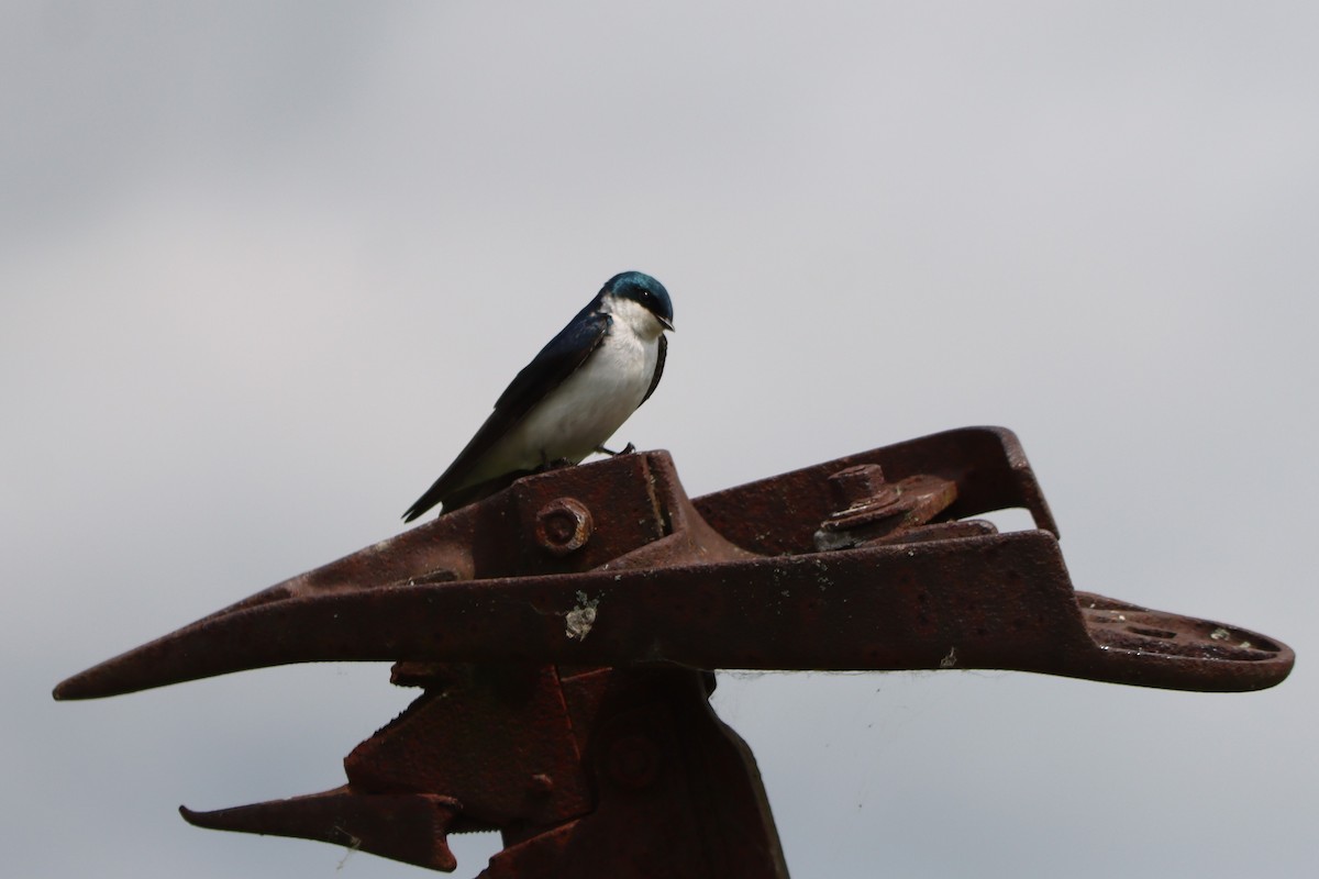 Tree Swallow - ML583008351