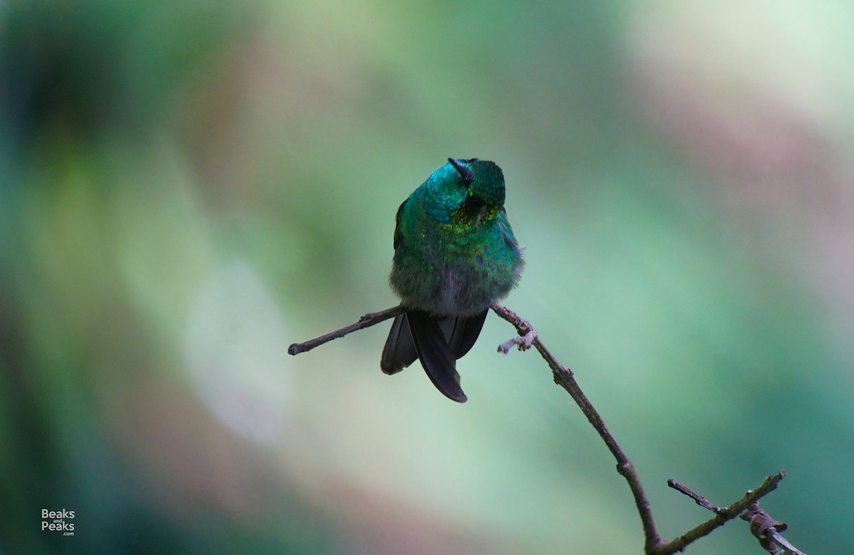Green-breasted Mountain-gem - ML58301021