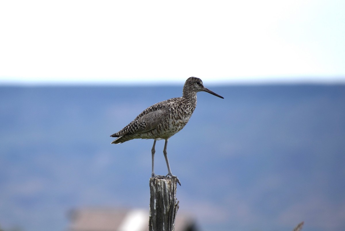 Willet - ML583010641