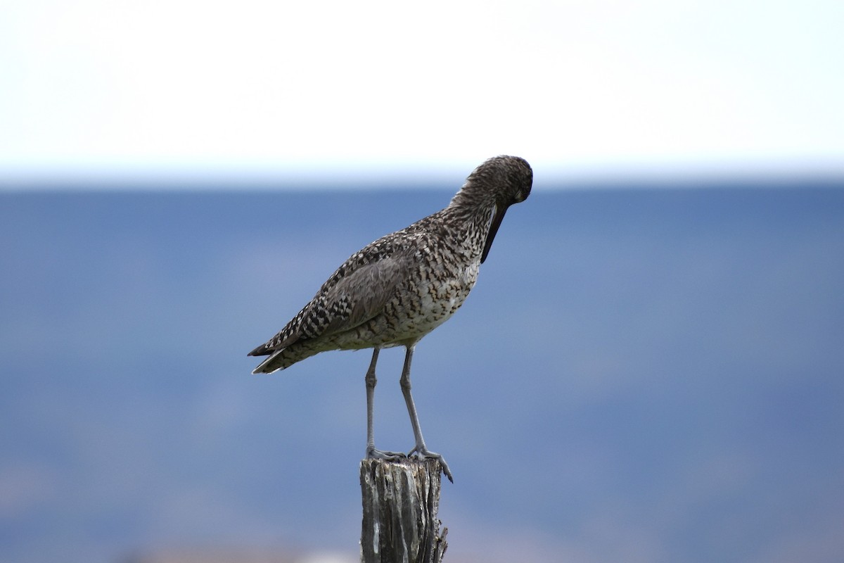 Willet - ML583010671