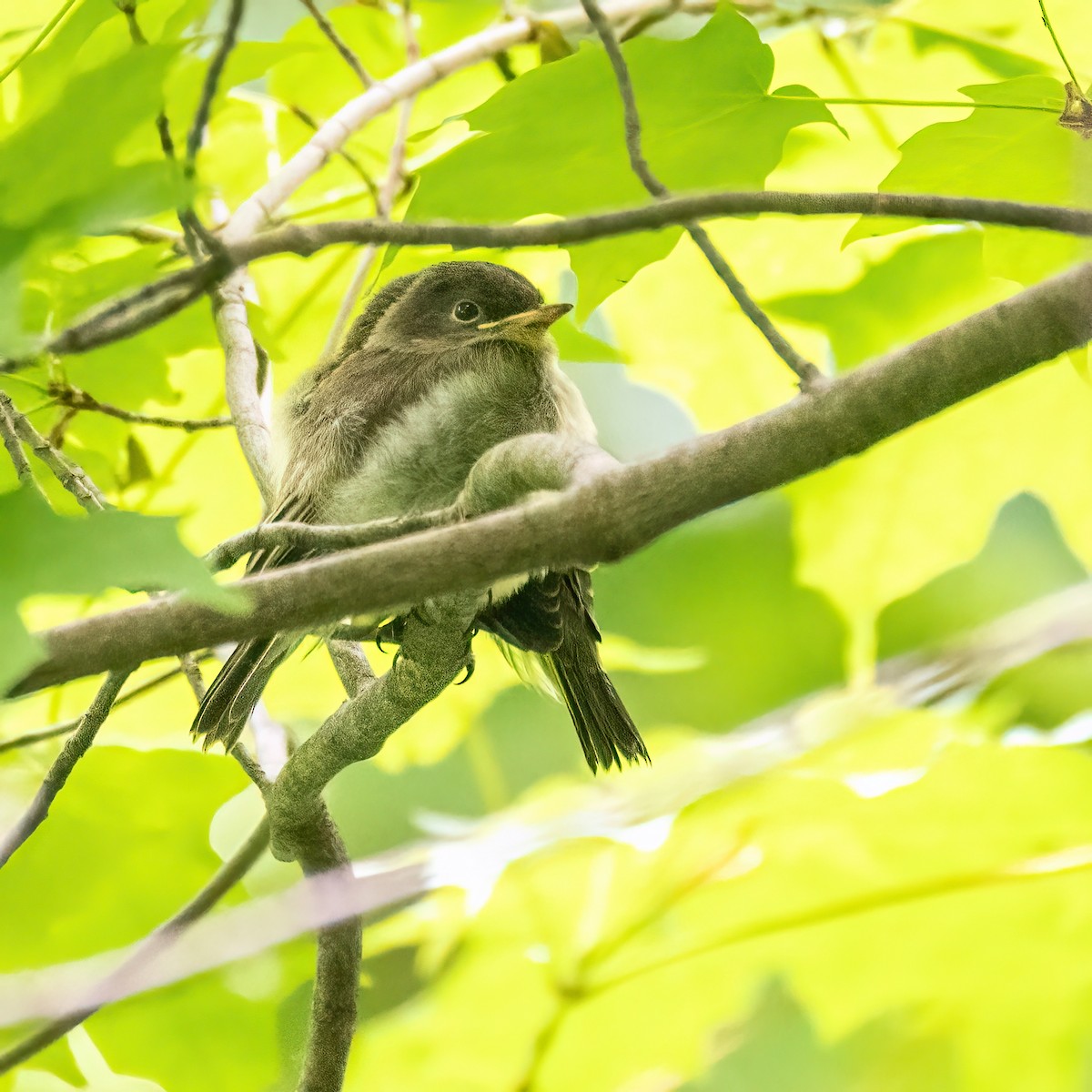 Eastern Phoebe - ML583011851