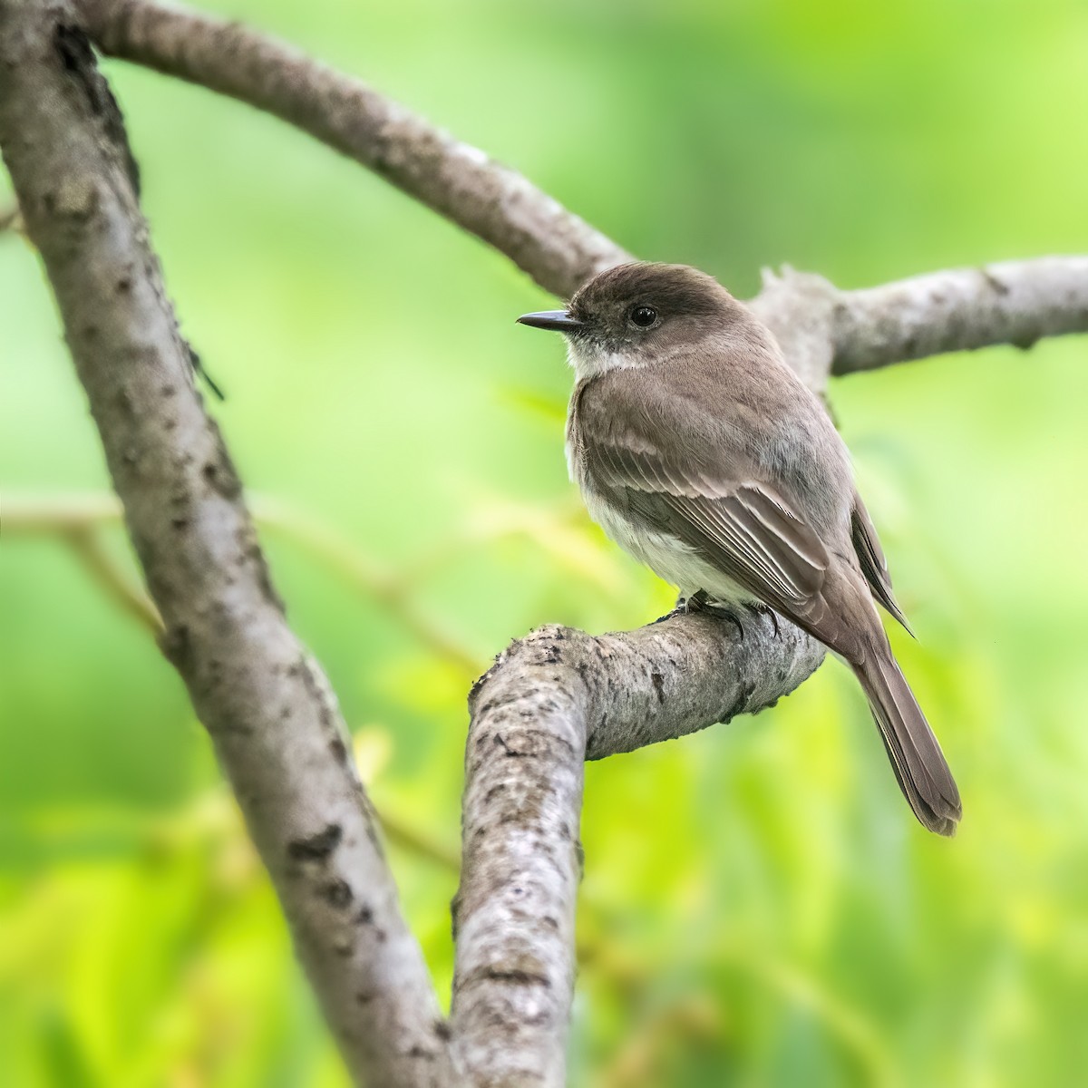 Eastern Phoebe - ML583011861