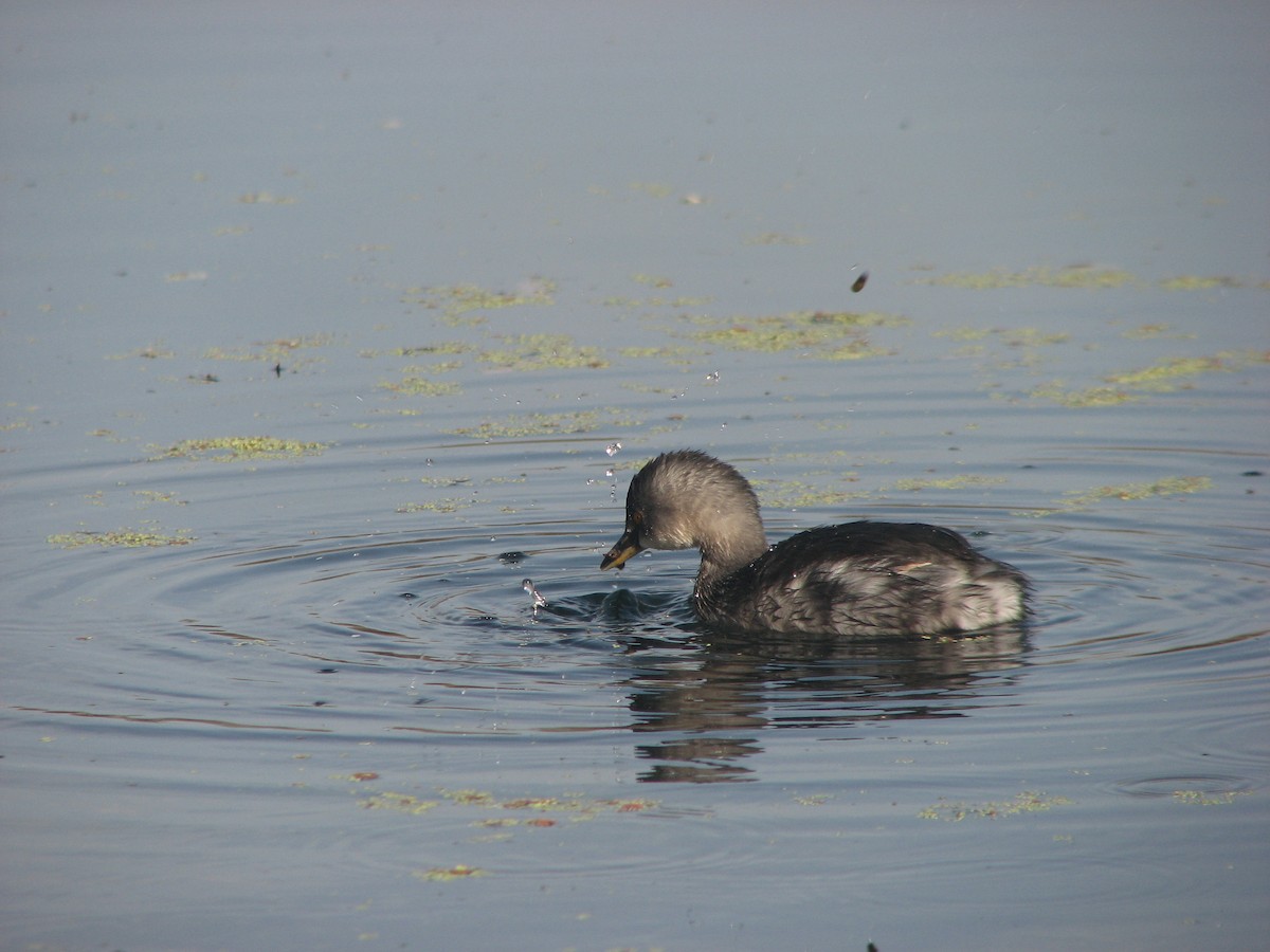 Least Grebe - ML58301401