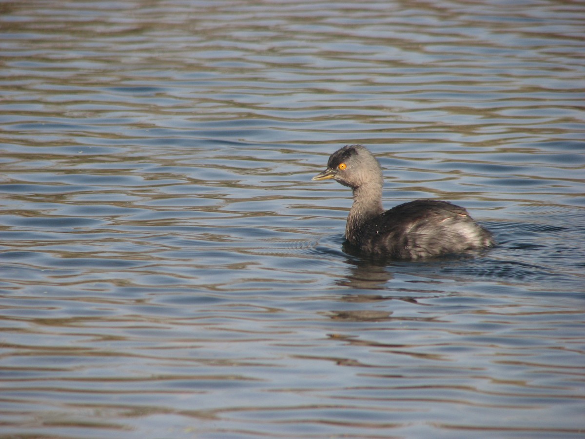 Least Grebe - ML58301431