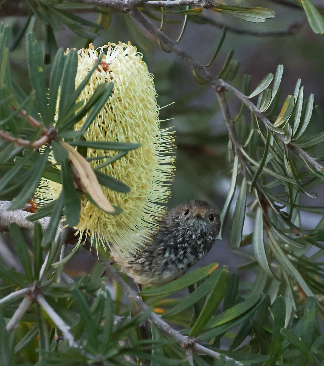 Brown Thornbill - ML583014551