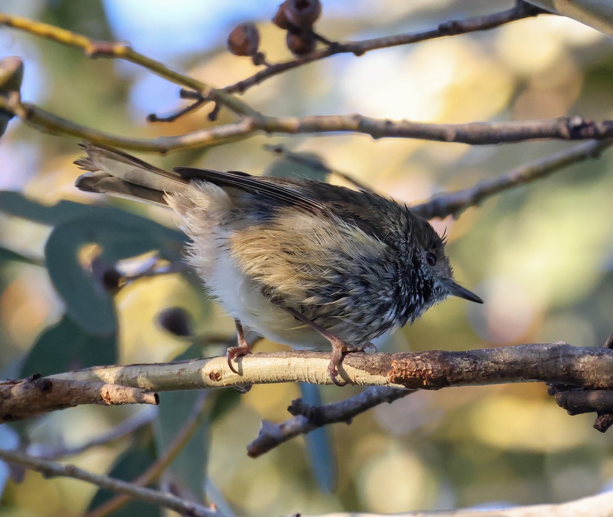 Brown Thornbill - ML583014561