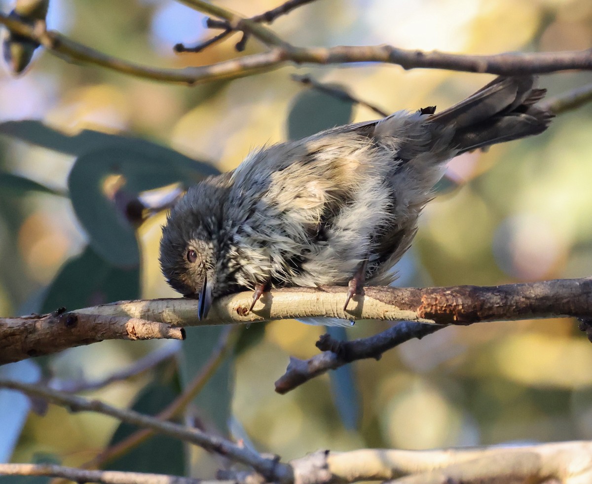 Brown Thornbill - ML583014571