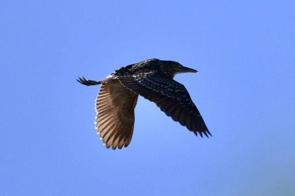 Nankeen Night Heron - Russell Waugh