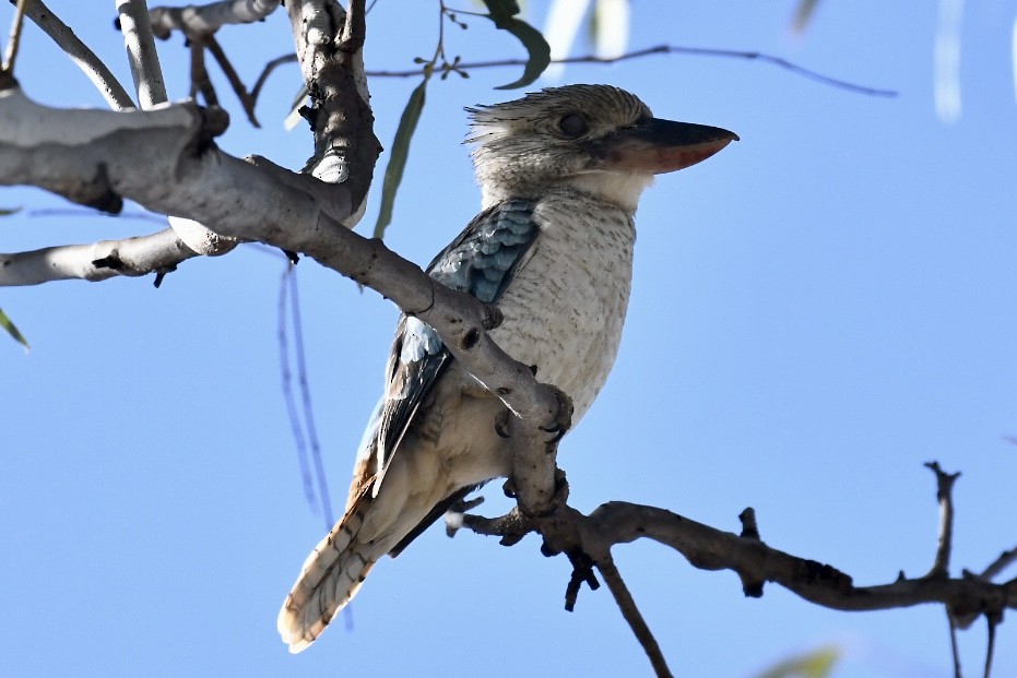 Blue-winged Kookaburra - Russell Waugh