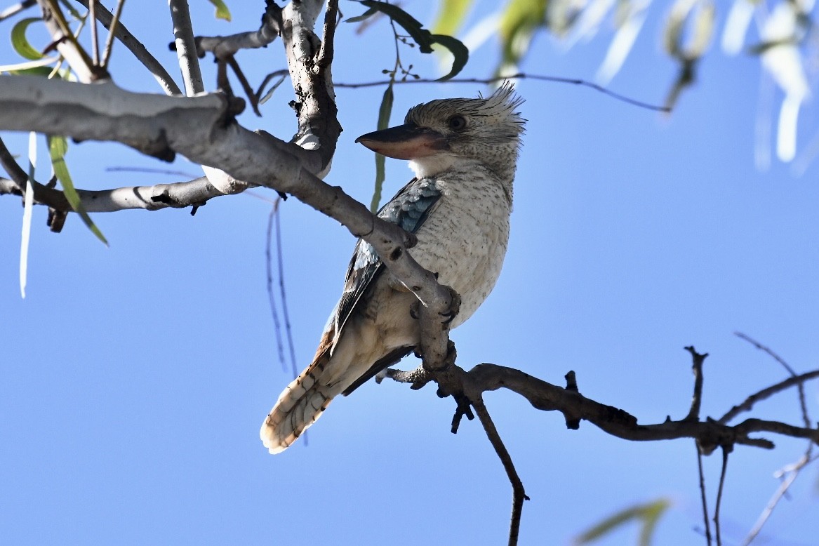 Blue-winged Kookaburra - ML583015231