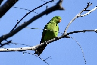 Red-winged Parrot - ML583015501
