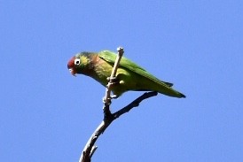 Varied Lorikeet - ML583015561