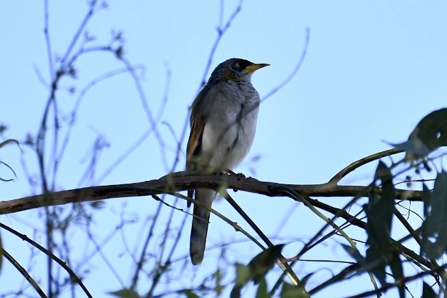 Yellow-throated Miner - ML583016001