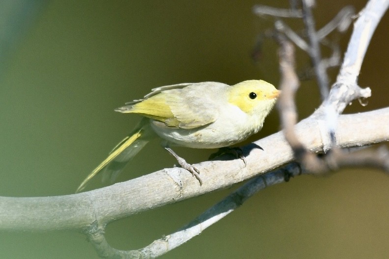 White-plumed Honeyeater - ML583016241