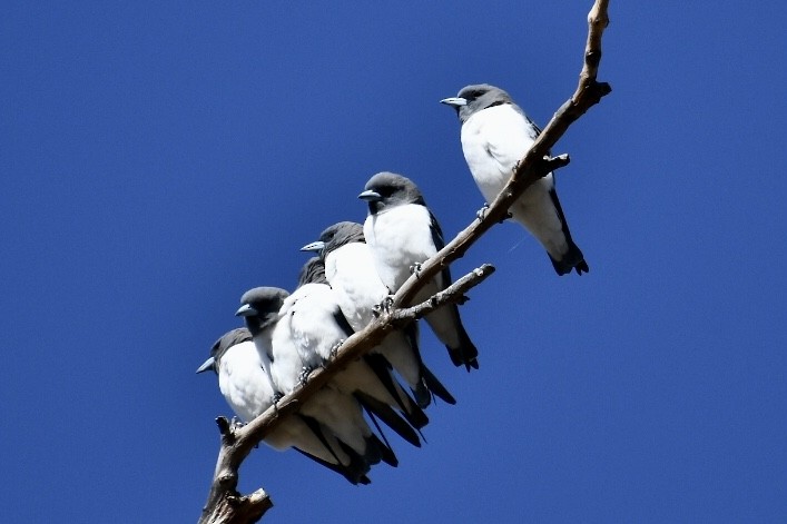 White-breasted Woodswallow - ML583016461