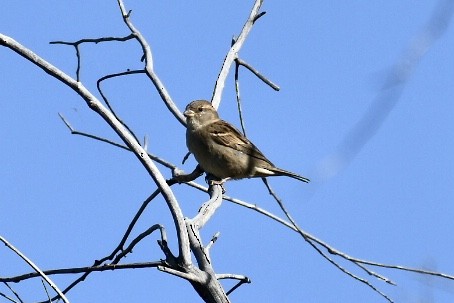 House Sparrow - ML583016541