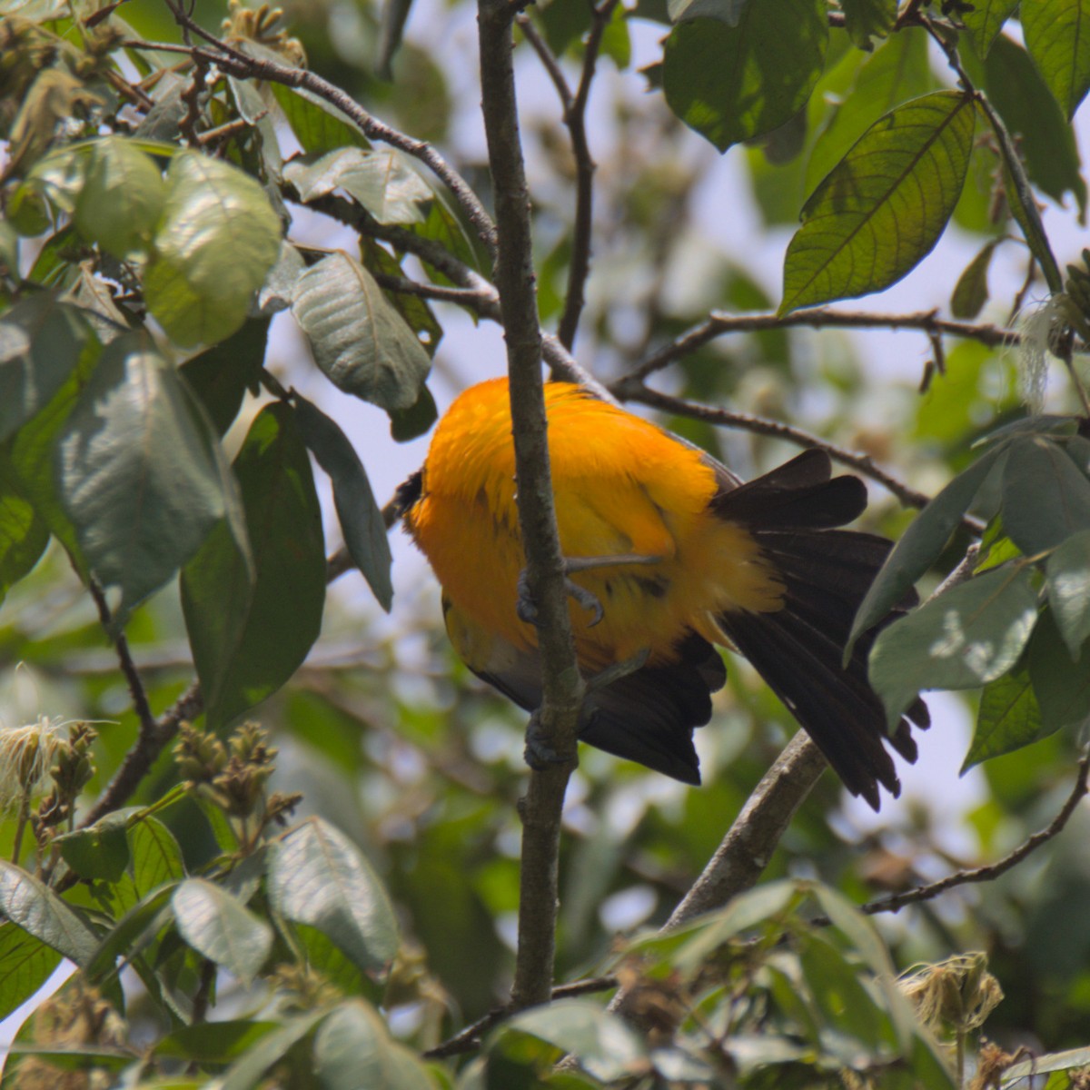 Venezuelan Troupial - ML583016691