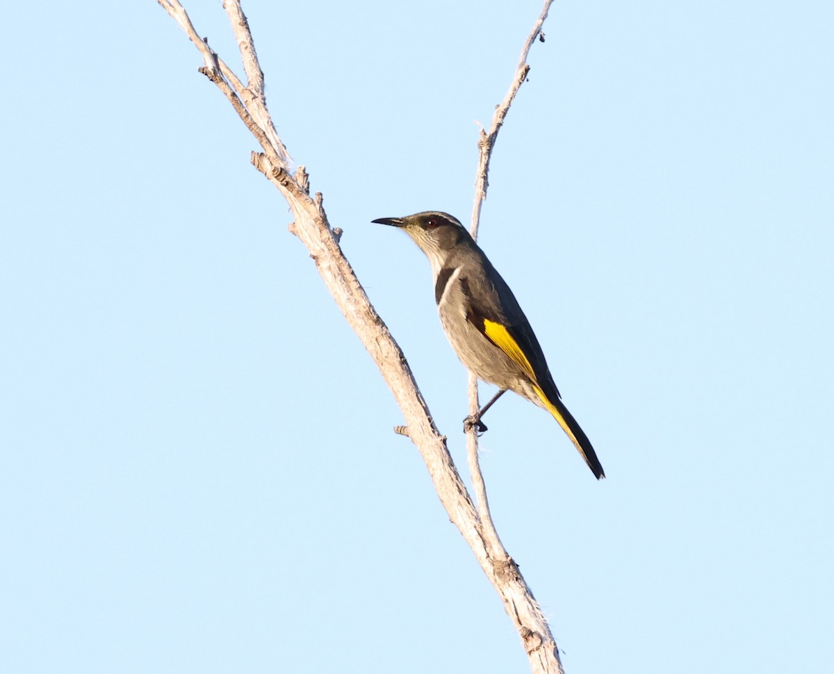 Crescent Honeyeater - ML583017041