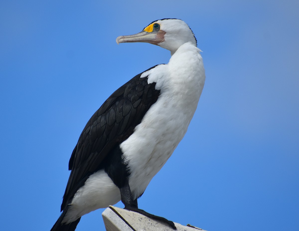 Pied Cormorant - ML583017421