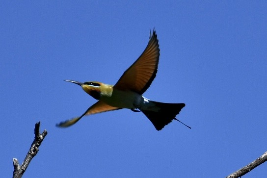 Rainbow Bee-eater - Russell Waugh