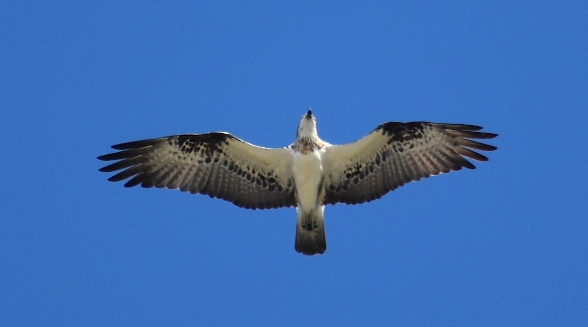 Águila Pescadora (Australia) - ML583017771