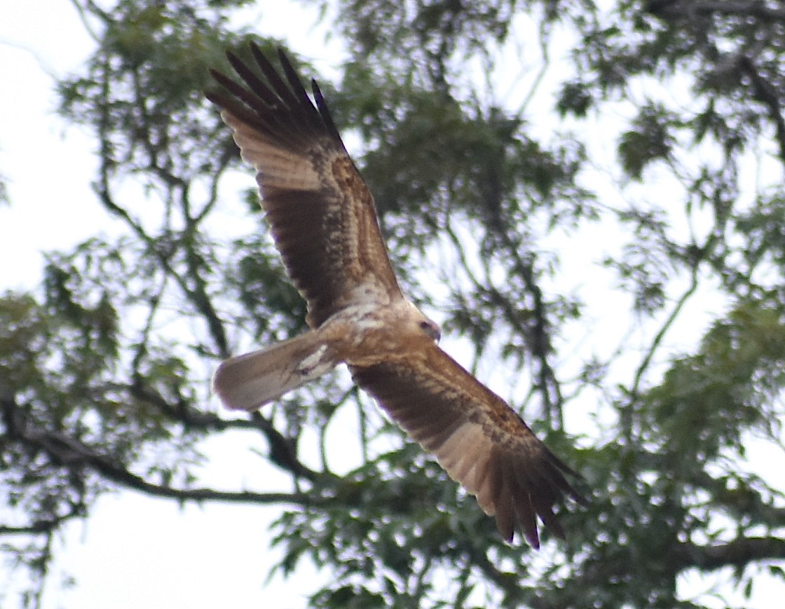 Whistling Kite - ML583018191