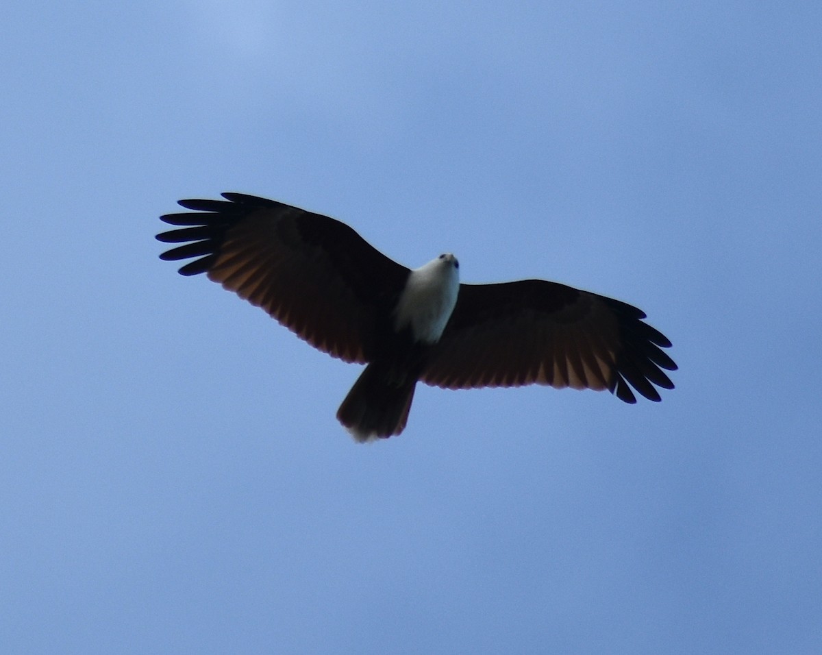 Brahminy Kite - ML583018421