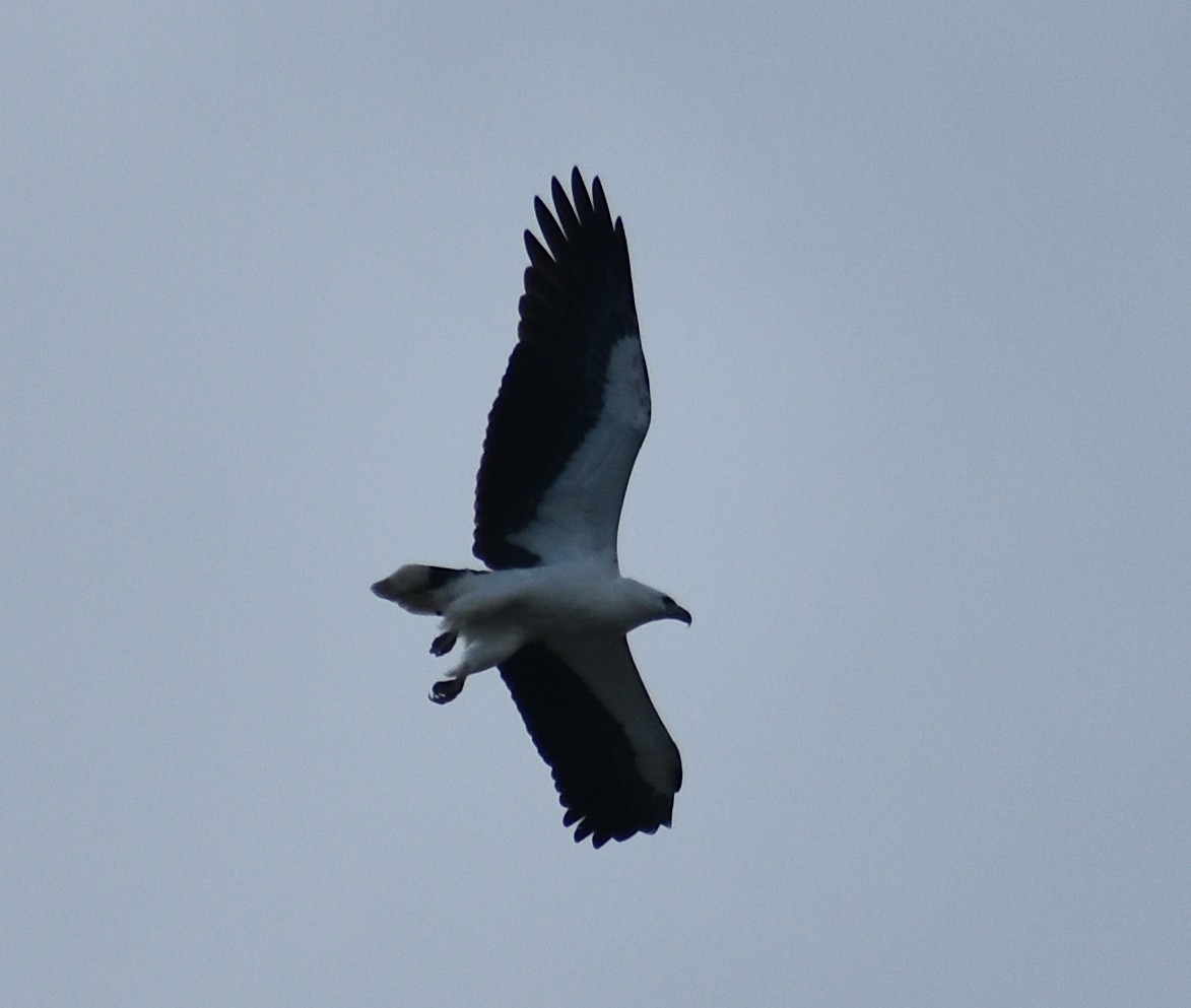 White-bellied Sea-Eagle - ML583018571