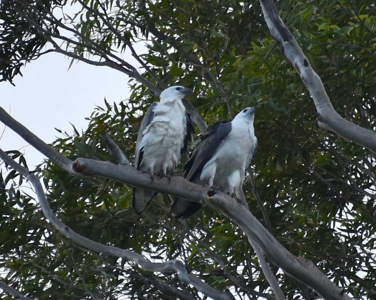 White-bellied Sea-Eagle - ML583018581