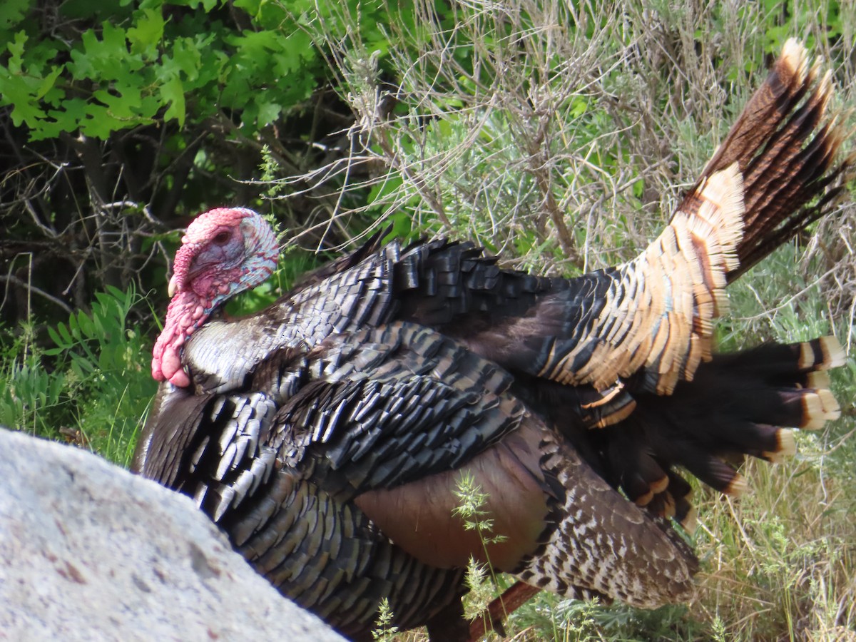 Wild Turkey - ML583019271