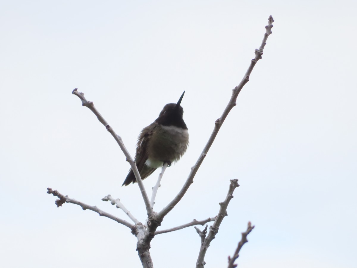 Black-chinned Hummingbird - A Branch