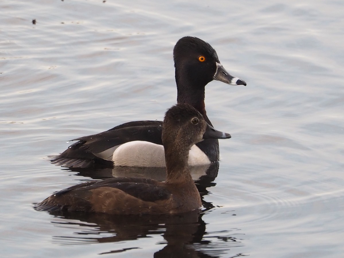 Ring-necked Duck - Chantal Imbeault