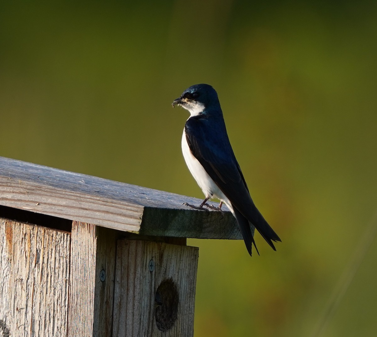 Tree Swallow - Phill and Lis Henry