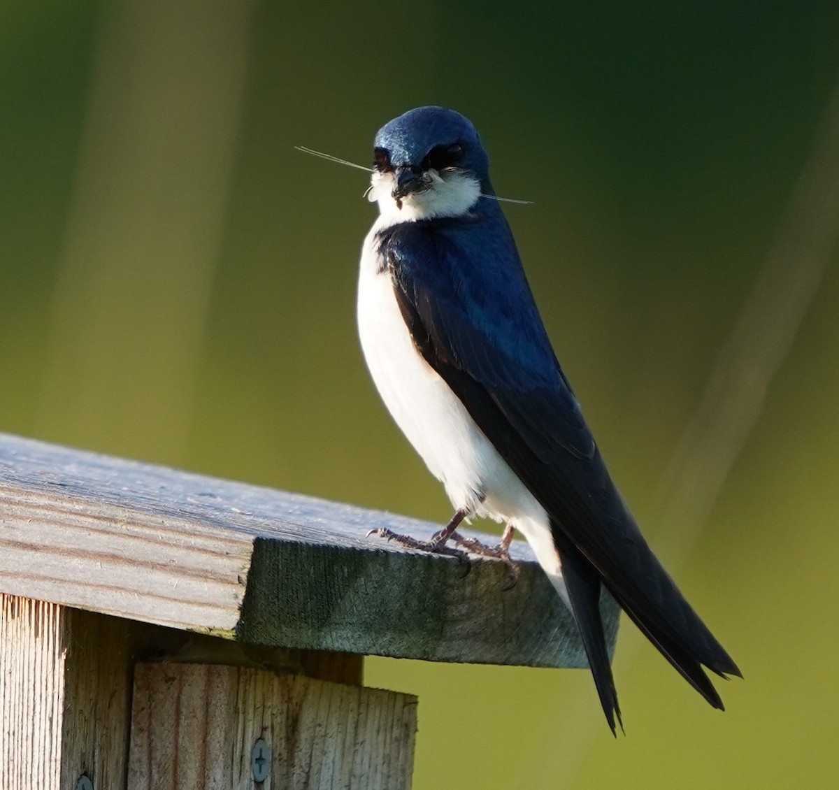 Tree Swallow - ML583021481