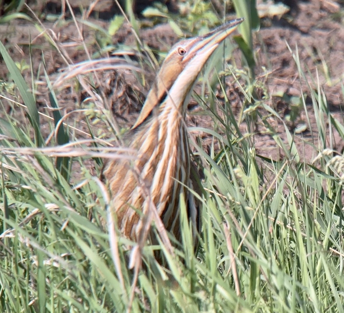 American Bittern - Jeff Kenney