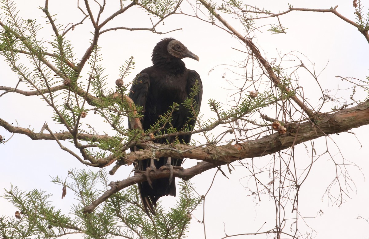 Black Vulture - Sarah Morris