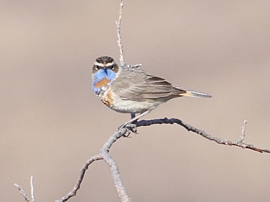 Bluethroat - ML583024441